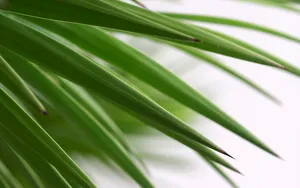 超大叶脉花草 第二辑_11
