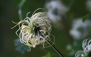 超大叶脉花草 第二辑_12