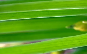 超大叶脉花草 第一辑_4