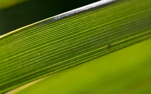 超大叶脉花草 第一辑_5