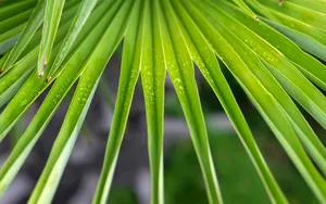 超大叶脉花草 第一辑_7