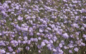 超大叶脉花草 第一辑_10