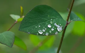 超大叶脉花草 第一辑_12