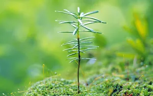 新芽嫩叶 第五辑_10