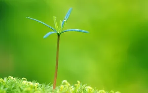 新芽嫩叶 第五辑_14