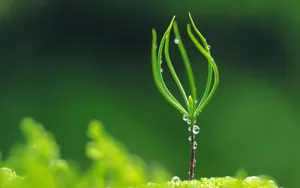新芽嫩叶 第五辑_15