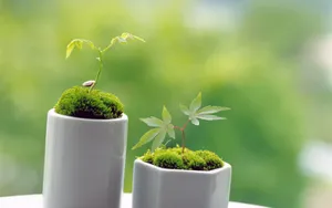 新芽嫩叶 第五辑_16