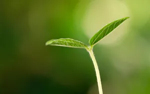 新芽嫩叶 第一辑_9