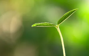 新芽嫩叶 第一辑_15