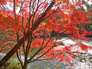 枫叶满天 第四辑