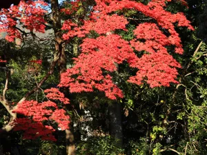 枫叶满天 第四辑