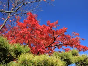 枫叶满天 第四辑_2