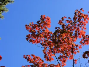 枫叶满天 第四辑_9