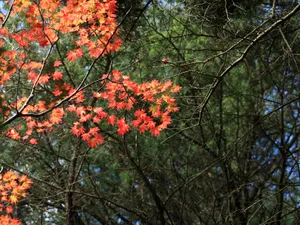 枫叶满天 第四辑_11