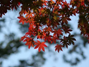 枫叶满天 第四辑_13