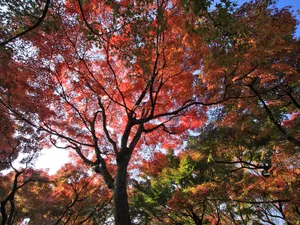 枫叶满天 第四辑_14
