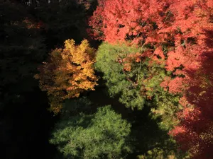 枫叶满天 第四辑_15