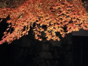 枫叶满天 第四辑_16