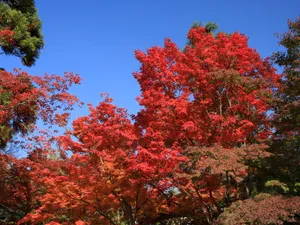 枫叶满天 第四辑_17