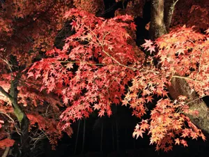 枫叶满天 第四辑_18