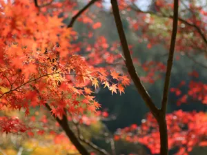 枫叶满天 第三辑_2