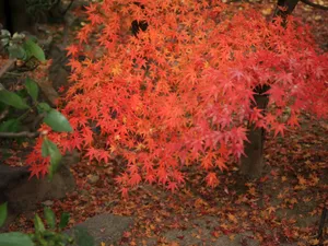 枫叶满天 第三辑_3