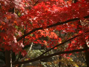 枫叶满天 第三辑_5