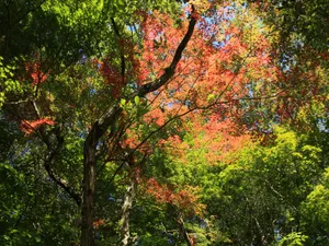 枫叶满天 第三辑_9