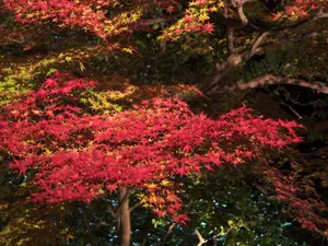 枫叶满天 第三辑_11