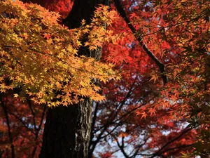 枫叶满天 第三辑_12