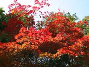 枫叶满天 第三辑_13
