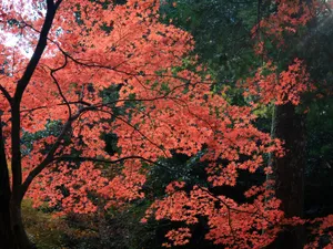 枫叶满天 第三辑_14