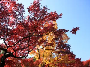 枫叶满天 第三辑_15