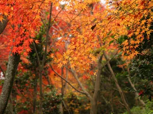 枫叶满天 第三辑_16