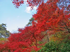 枫叶满天 第三辑_17