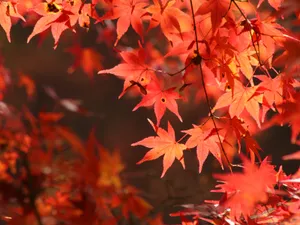 枫叶满天 第三辑_19