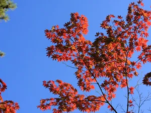 枫叶满天 第二辑_2