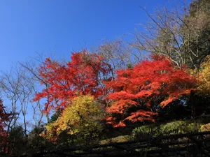 枫叶满天 第二辑_10