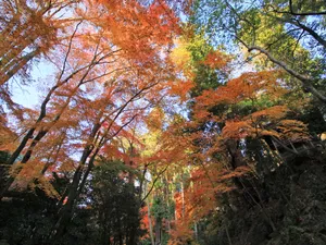 枫叶满天 第二辑_13