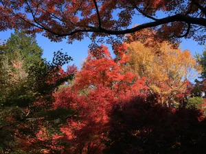枫叶满天 第二辑_16