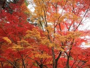 枫叶满天 第一辑_3
