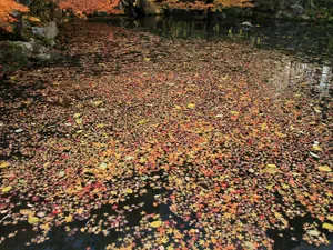 枫叶满地 第一辑_7