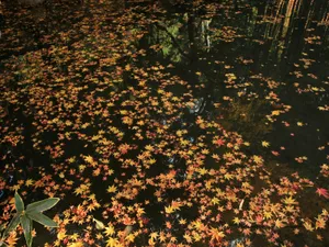 枫叶满地 第一辑_9