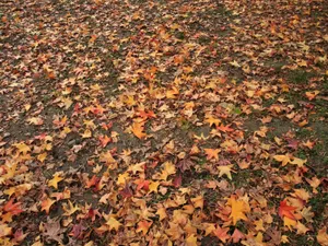 枫叶满地 第一辑_10