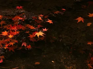枫叶满地 第一辑_15