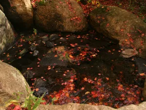 枫叶满地 第一辑_19