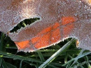 冰雪植物 第二辑_2