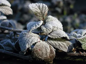 冰雪植物 第二辑_4