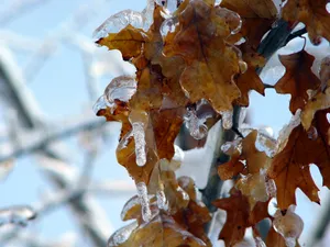 冰雪植物 第二辑_5