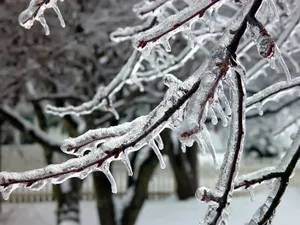 冰雪植物 第二辑_6